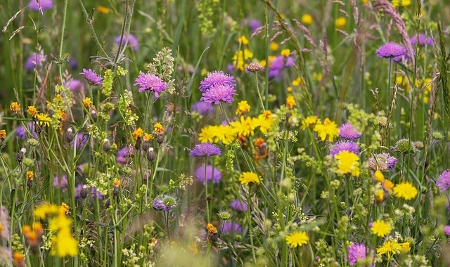 Préservation de la biodiversité